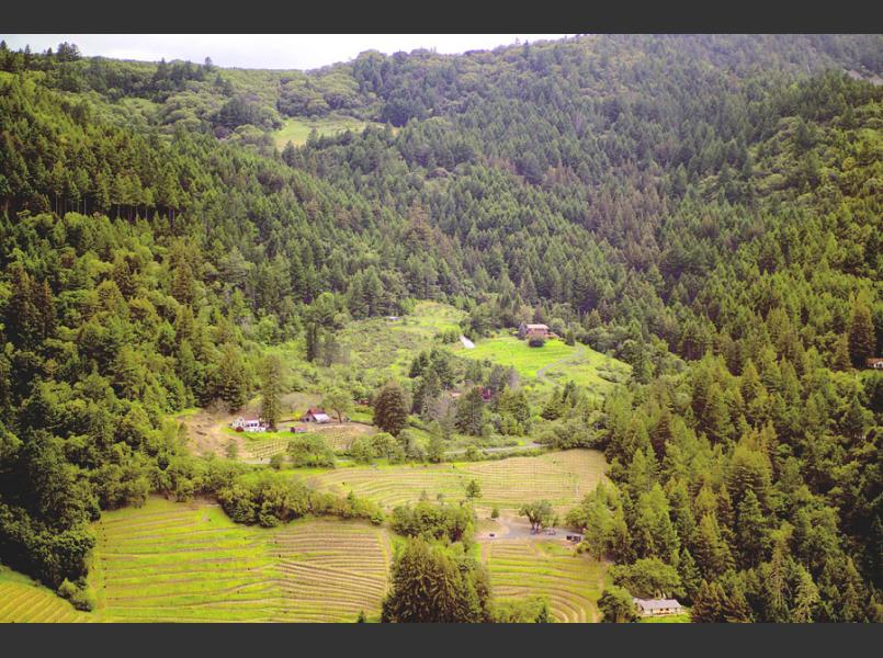 Hilly Mt. Veeder hosts coniferous forest, vineyards, and views