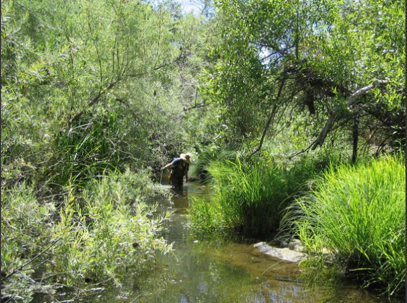 Napa River in springtime