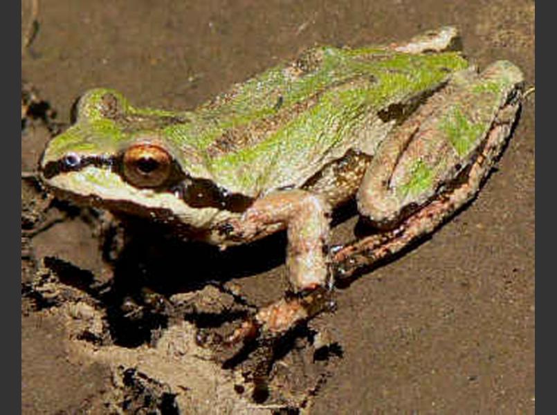 Wildlife species use riparian corridor of Napa River