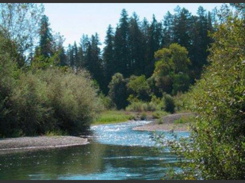 Despite all of the land use changes in the Russian River watershed it continues to support steelhead trout, Coho salmon and Chinook salmon.