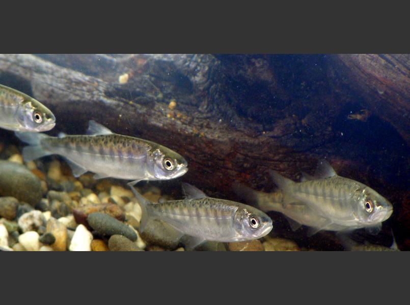 Juvenile Chinook salmon	