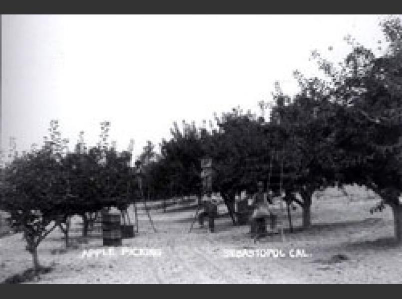 Apple orchard in Sebastopol