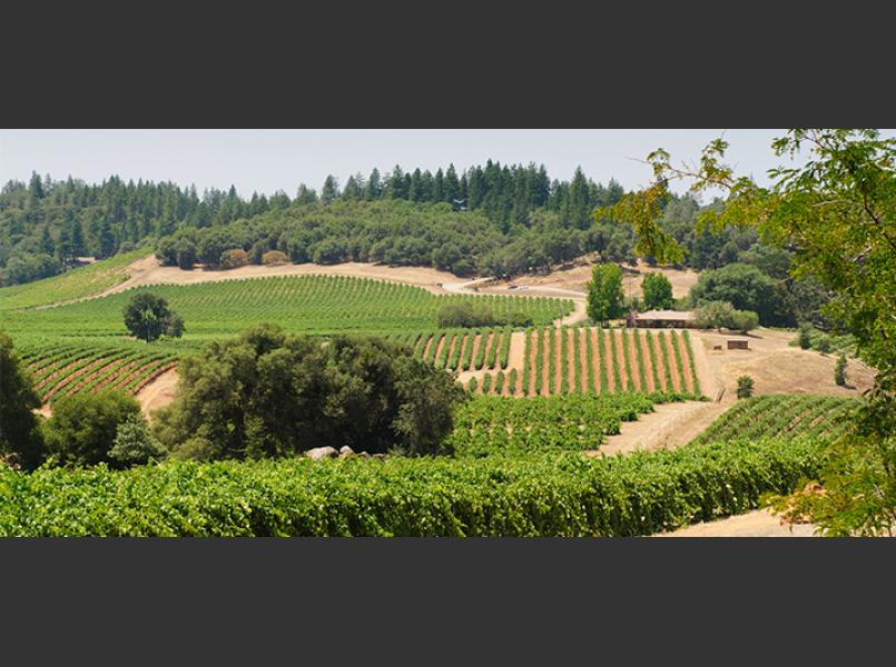 Sierra Foothill Winery