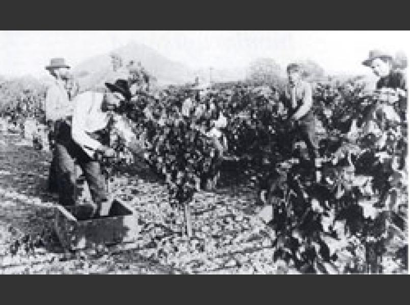 Grape harvest in 1900 in Dry Creek Valley