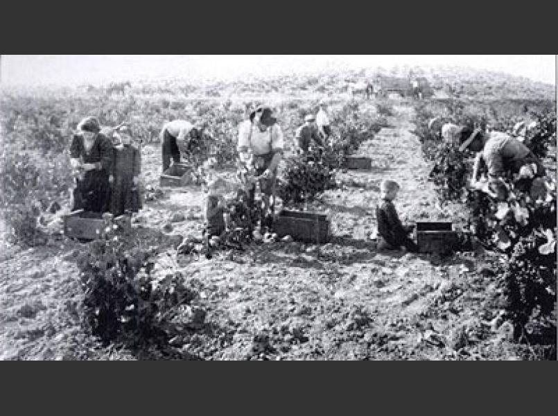 The grape harvest was a family affair 