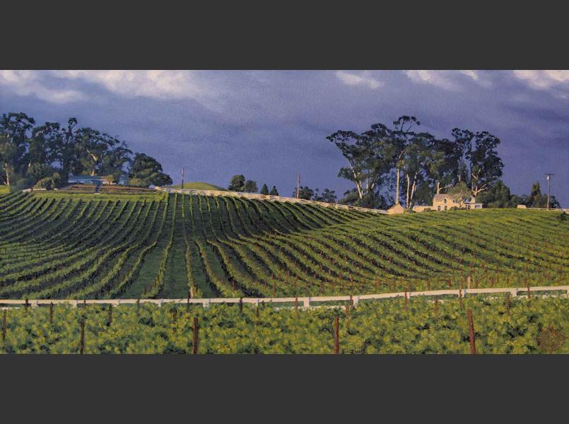 Vineyards in Petaluma River valley