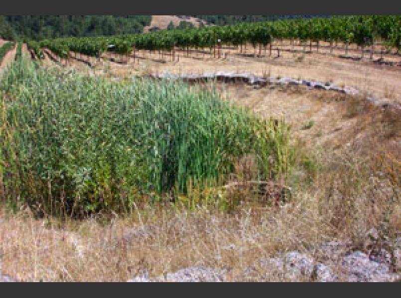 Vineyards are now developed and managed to reduce soil erosion as seen here where a sediment basin sits down slope of a vineyard.