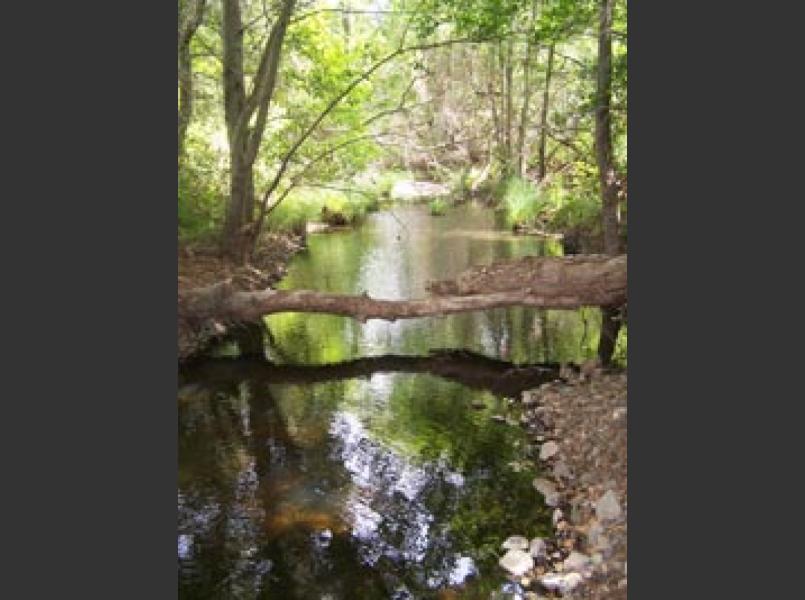 Upper White Creek supports steelhead trout