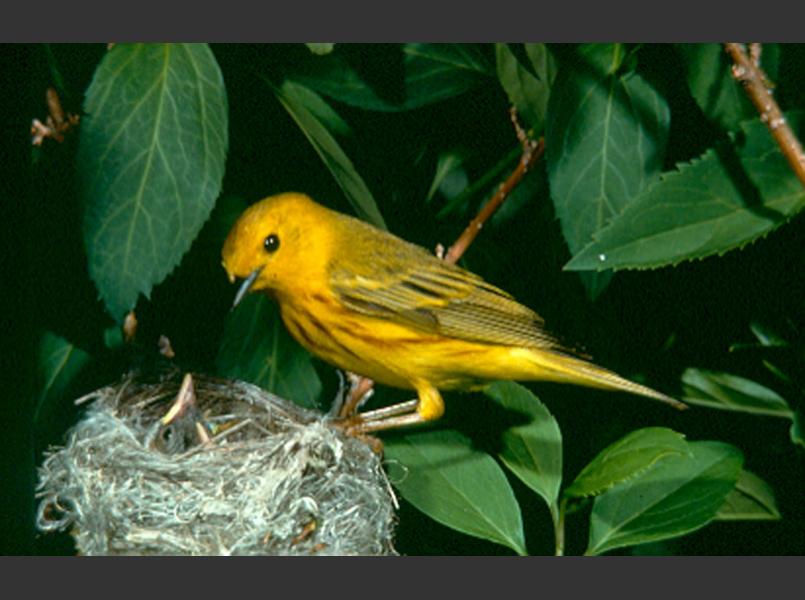 Nesting songbird	