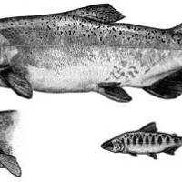 Chinook salmon (Oncorhynchus tshawytscha)