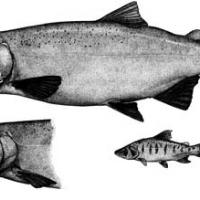Coho salmon (Oncorhynchus kisutch)