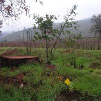 Stump of invasive eucalyptus cut to allow for native plant restoration with live oak seedling germinating after cut.