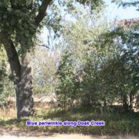 Blue periwinkle along Doak Creek