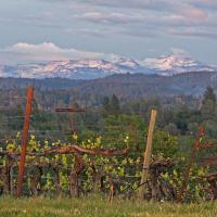 Foothill Vineyard with Sierra Peaks in the Background