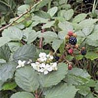 Invasive non-native Himalayan blackberry