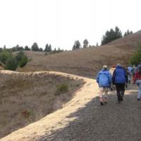 The Fish Friendly Farming program worked with Navarro Vineyards and Pacific Watershed Associates to outslope this road and reduce fine sediment generation and delivery.