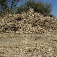 After: Pile of cut Arundo on Bear Creek in August 2008