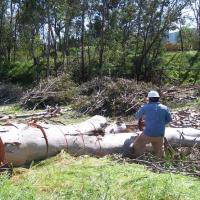 Eucalyptus removal on Conn Creek. Native trees were installed in  winter 2008-2009 by CLSI, Jack Neal and Son, and Heitz Cellars.