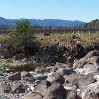 Rector Creek after tree of heaven removal. Native trees were  installed in winter 2008-2009 by Beringer Vineyards and CLSI.