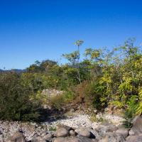 Tree of heaven on Rector Creek prior to removal.