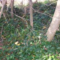 Blue periwinkle creates an understory that keep native trees seedlings from growing