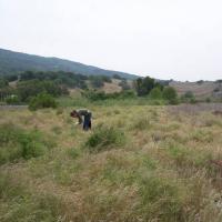 Fish Friendly Farming program staff member  conducts native plant survey on King Farms