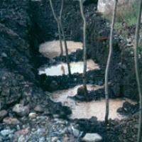 Deep trenching of willow on  Morrison Creek. 