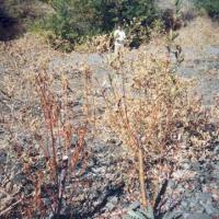 Willows closest to the Russian River did not survive due to the sudden drop in groundwater levels from the reduction in releases from Coyote Dam to the Russian River during the spring.