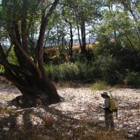 CLSI staff mapped the riparian corridor on the Napa River between  the Oakville Cross road and Oak Knoll Ave bridges