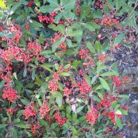 Toyon