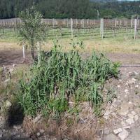 Arundo donax or Giant reed