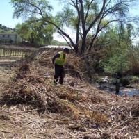 Arundo removal on Suisun Creek in Solano County