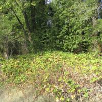 Invasive non-native Himalayan blackberry at Summerhome Park vineyard.