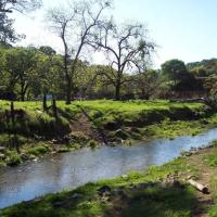 Wooden Valley Creek will be planted with native riparian trees in the winter of 2008/2010