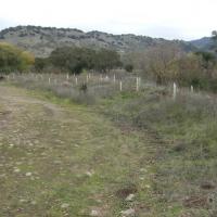 Native trees were installed in winter 2010.