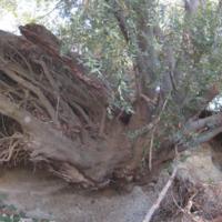 Spider tree is undercut due to channel entrenchment