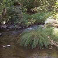 Suisun Creek