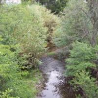 Arundo donax is interspersed in the riparian corridor of Suisun Creek and is being removed by CLSI starting at the Gordon Valley Dam and moving downstream.