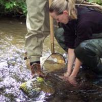 Collecting aquatic insects as part of the environmental monitoring for the Suisun Creek Watershed program