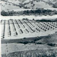 Alexander Valley in the 1800s hosted orchards and dairies. A very wide Russian River corridor is seen in the background