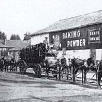 Tan bark harvest for leather tanneries in San Francisco