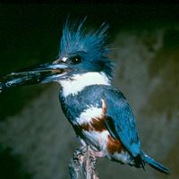 Belted kingfisher is a resident species