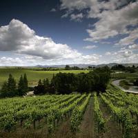 The Carneros region encompasses a large area, including the Carneros and Huichica Creek watersheds