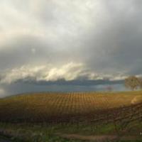 Vineyards in Suisun Valley