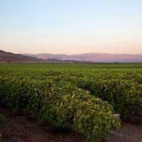 Columbine Vineyards