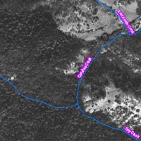 Conshea Creek area of Upper East Austin Creek Sub-basin in 1941-42, showing dense coniferous forest.	