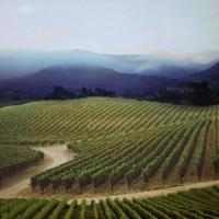 Vineyards east of Napa City in the Coombsville area