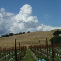 View of Sonoma Mountains	