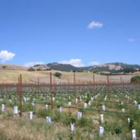 View of Sonoma Mountains	