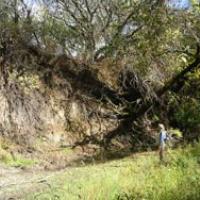 Steep vertical banks of entrenched Napa River channel